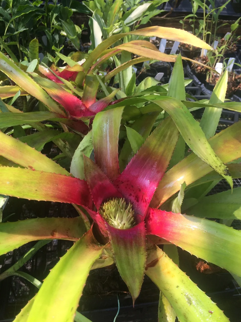 おにちゃん出品 Neoregelia pendula albo-marginata ブロメリア
